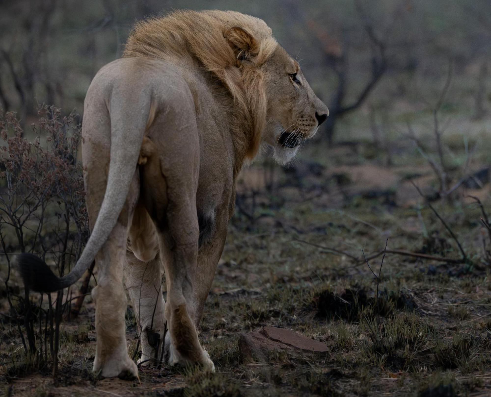 Sediba Luxury Safari Lodge Welgevonden Game Reserve Eksteriør billede