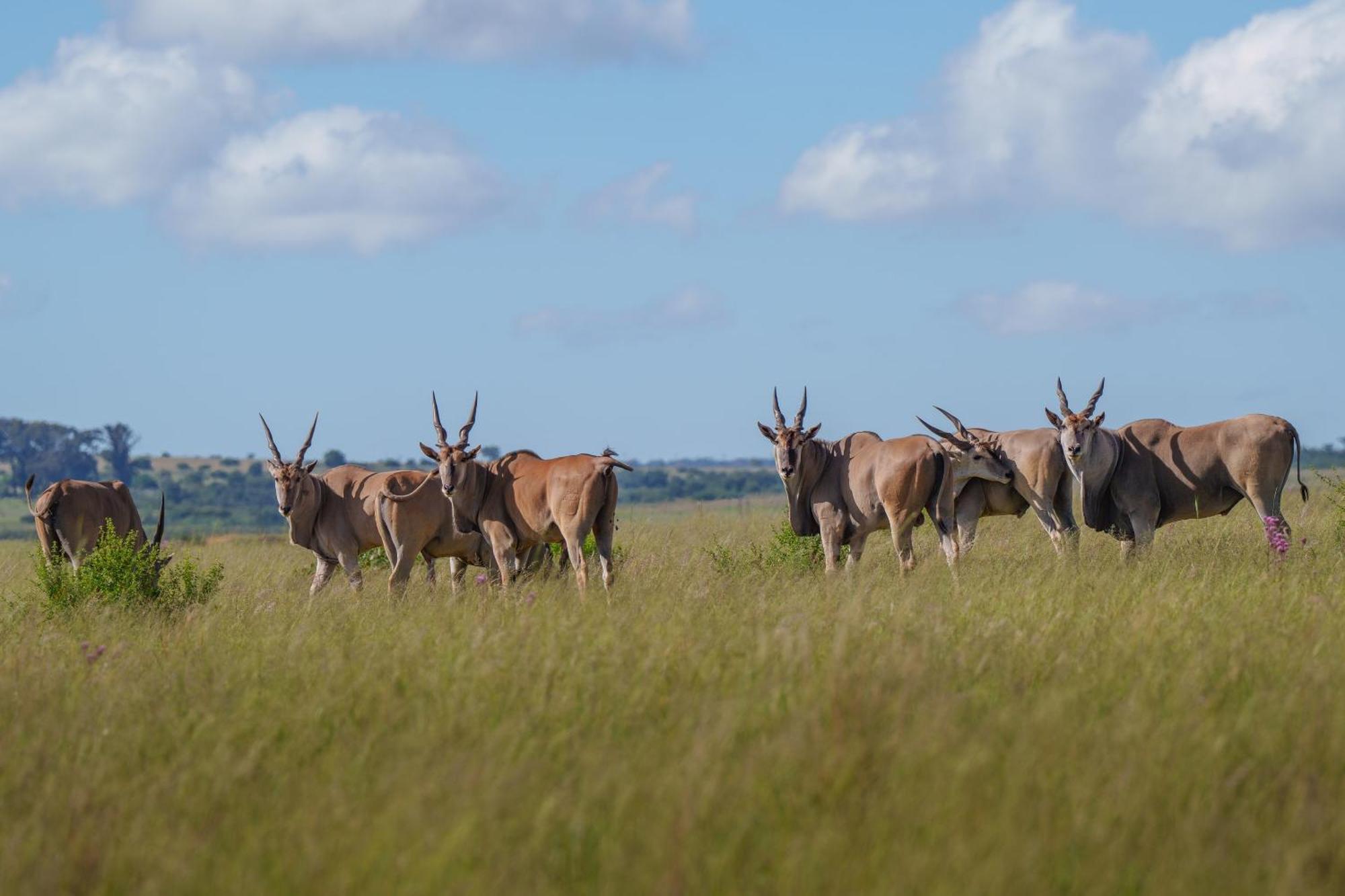 Sediba Luxury Safari Lodge Welgevonden Game Reserve Eksteriør billede